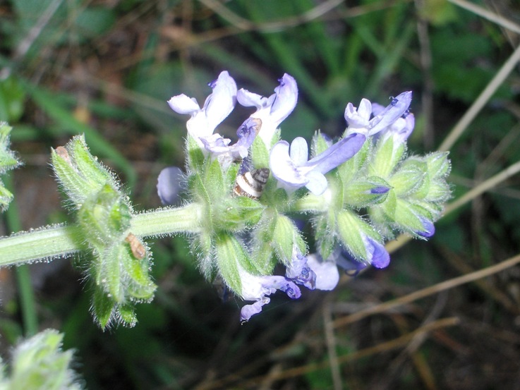 Salvia clandestina